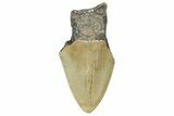 Partial, Fossil Megalodon Tooth - North Carolina #371548-1